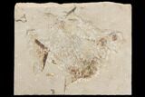 Bargain, Cretaceous Fossil Fish (Paleobalistum) - Lebanon #147236-1